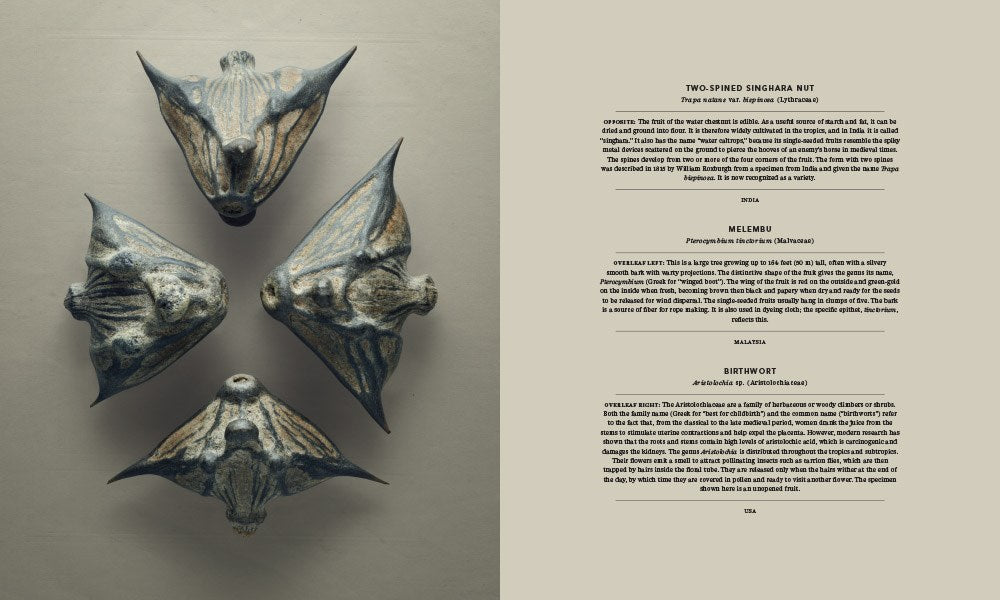 Hidden Beauty of Seeds & Fruits, The: The Botanical Photography of Levon Biss